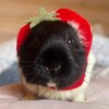 Логотип телеграм канала @svinyachyalapka — свиномама🍓 • морские свинки