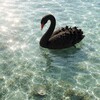 Telegram channel black swan. logo