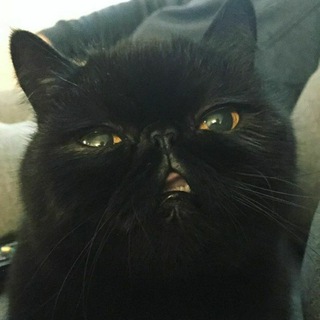 Логотип телеграм канала @swart_kat — swart kat