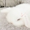 Логотип телеграм канала @sweepybunnies — ꒰つ៸៸ ˊ ˘ ˋ ៸៸꒱つ sᥣᥱᥱρy δᥙᥒᥒiᥱs 🤍˚