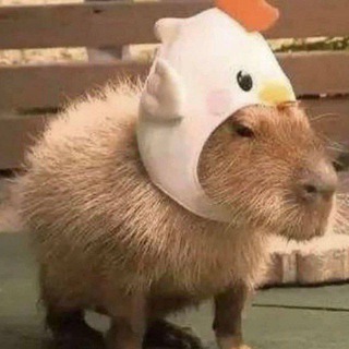 Логотип телеграм канала @sweet_capybara — Мемные капибары