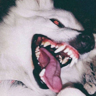 Logo des Telegrammkanals sweet_sadnss - 𝙉𝙊 𝙇𝙄𝙁𝙀