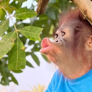 Логотип телеграм канала @sweetbaboons — Сладкие бабуны 🐵🍌