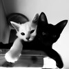 Логотип телеграм канала @sxcikl — я