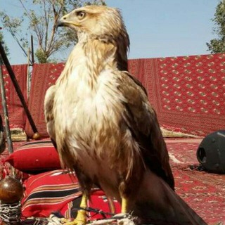 لوگوی کانال تلگرام tahrlll — قنات رسمیه تسجیلات طاهر حسناوی