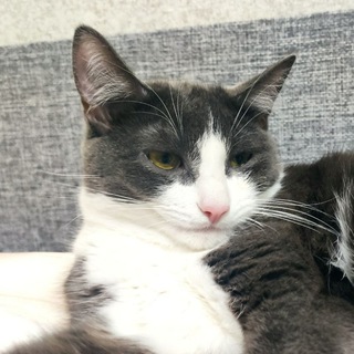 Логотип телеграм канала @tail_kisico — Прихвостни😸