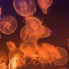 Логотип телеграм канала @taisboston — Таис Бостон 🍤