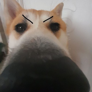 Логотип телеграм канала @taisiaadog — ְ ׅ 𐀔 ׁ🦴࣭ 𝗧𝗮𝗶𝘀𝗶𝗮 🩹ֹ ⃕🍮ׄ 𝆺𝅥 ⃞𝆭