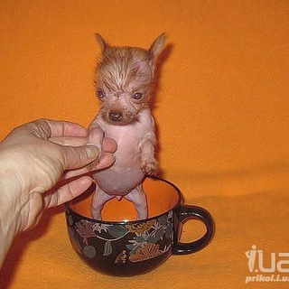 Логотип телеграм канала @takoe_nu — ну_такое