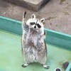 Логотип телеграм канала @tamenot — Там енот!