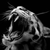 Логотип телеграм канала @tamipishet — тamí что-то пишет