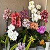 Telegram kanalining logotibi tanya_flowers_uz — 🌿Tanya Flowers uz🌿