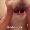 Логотип телеграм канала @tapded — Тапок деда