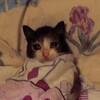 Логотип телеграм канала @tapidruga — Подруга той самой Даши