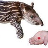 Logo of telegram channel tapirgetredpill — tapir get red pill
