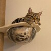 Логотип телеграм канала @tari_bird — Tari-bird: истории с открытым концом