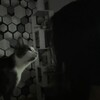 Логотип телеграм канала @taroozzww — прайс🐈‍⬛