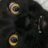 Логотип телеграм канала @tatarifo — Воруем мемы с двача, не дорого под ключ с гарантией