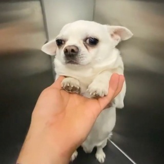 Себек порода. Себек Бебек. Себек 001к. Себек собака порода. Сеьек порода