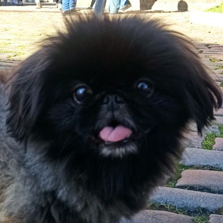 Логотип телеграм канала @tayfun_thepeke — Мистер Тай Фун 🐾