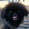 Логотип телеграм канала @tayfun_thepeke — Мистер Тай Фун 🐾