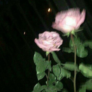 Логотип телеграм канала @tdsvlx — feel