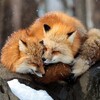 Логотип телеграм канала @tea_of_love — Любовь из чашки чая