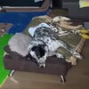 Логотип телеграм канала @tedditaison — 🐶🐕‍🦺Два друга, спинальник Тедди и его кангал Тайсон.
