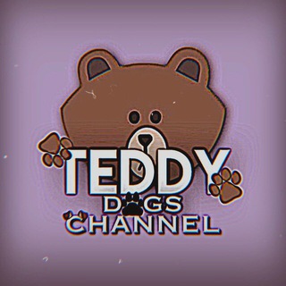 Логотип телеграм канала @teddychannelll — 🤍 𝑻𝑬𝑫𝑫𝒀 𝑪𝑯𝑨𝑵𝑵𝑬𝑳 🤍