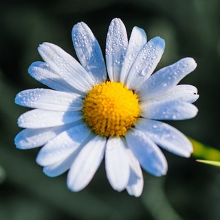 Logotipo del canal de telegramas tefekkuryolu - Tefekkür Yolu