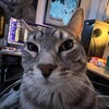 Логотип телеграм канала @telegarobik — Тележка Робика