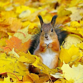 Логотип телеграм канала @telegrapro — ТелеграмPRO