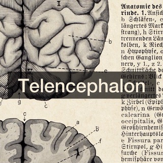 Логотип телеграм -каналу telencephalon — Telencephalon