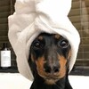 Логотип телеграм канала @tenkls — Будка Тенкла🐶