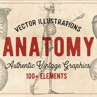 Логотип телеграм канала @tg_anatomy — Anatomy
