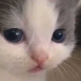 Логотип телеграм канала @tgblog0 — котики и мемы