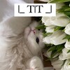 Логотип телеграм канала @tgtemkitt — Тг|Темки|Парные авы