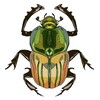 Telegram channel The Insect Cabinet logo