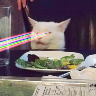 Логотип телеграм канала @thecatisfull — Кот сыт!