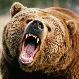 Логотип телеграм канала @thecolumnistbear — the columnist bear