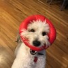 टेलीग्राम चैनल का लोगो thedoggodigs — Doggo Digs