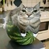 Логотип телеграм канала @thegiitch01 — Блог и Клуб альцгеймеров