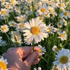 Логотип телеграм канала @themelodyofsoul — Soul music