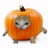 Логотип телеграм канала @theolol90 — тео лол 🐶🎃