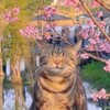 Логотип телеграм канала @theownerofthecats — Котяч
