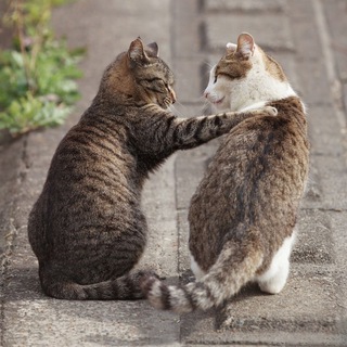 Логотип телеграм канала @these_cats — Ох, уж эти коты и кошки 😼