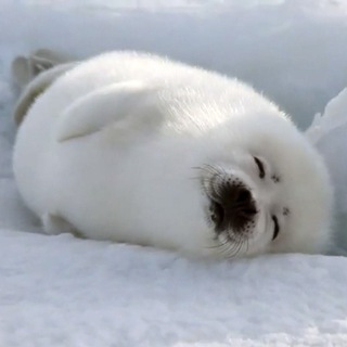 Логотип телеграм канала @theseals — Жуковская про гормоны и еду