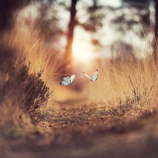 Логотип телеграм канала @thesemagicmoments — These Magic Moments
