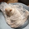 Логотип телеграм канала @thetullecat — ⋆˙за тюлевой дымкой⋆.˚