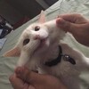 Telegram channel глупенькие мемы и котята logo